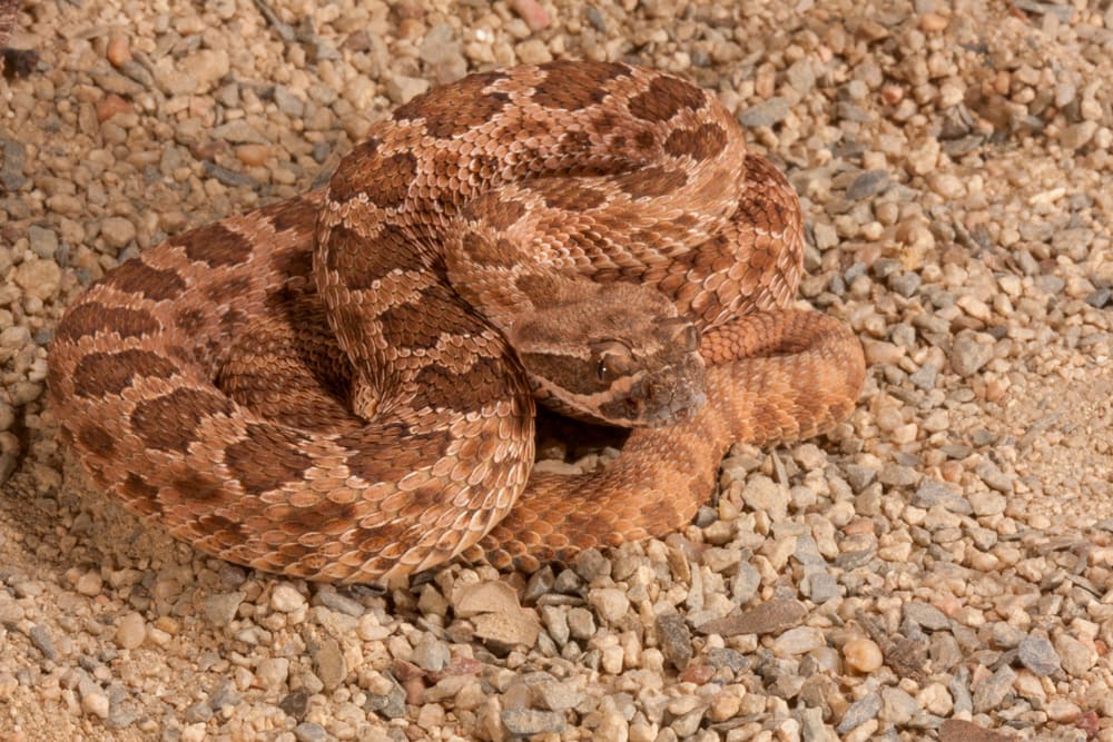 Hopi Rattlesnake on top of pebble stones