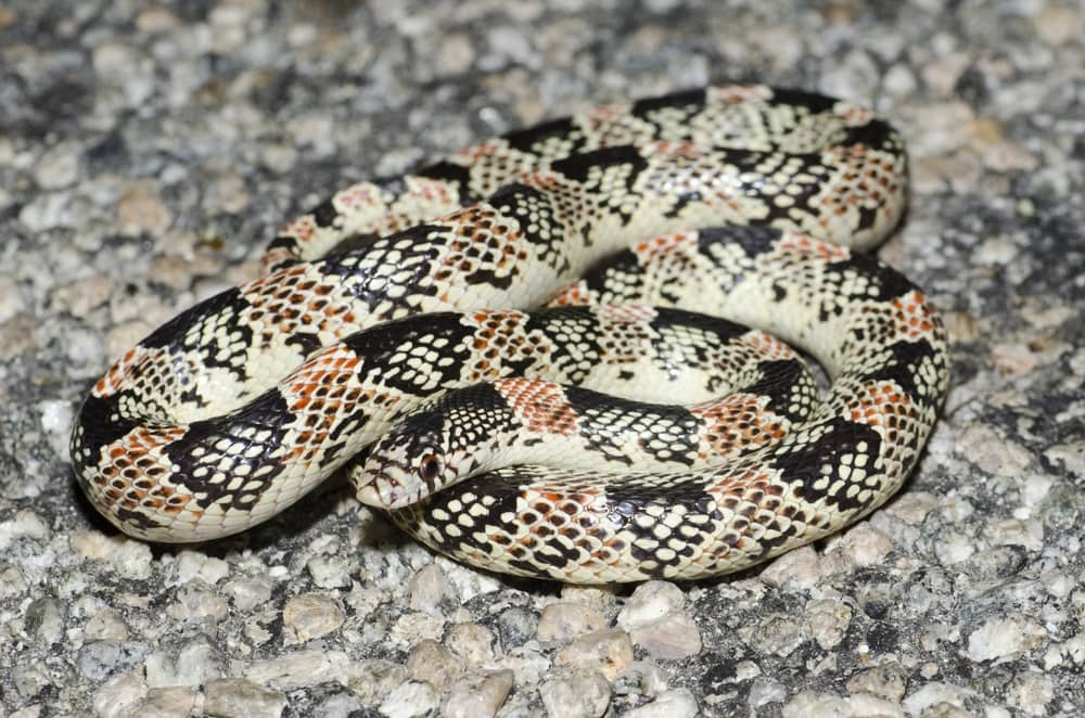 Long-nosed Snake laying on top of a pebble
