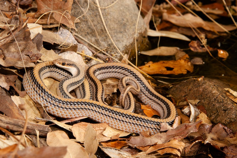Western Patch-Nosed Snake hiding along the dry leaves