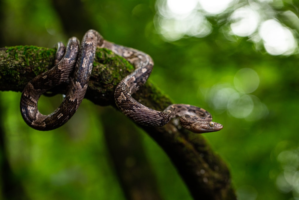 Western Lyre Snake hanging on a tree