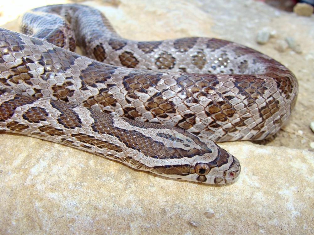 Great Plains Rat Snake on top of a rock