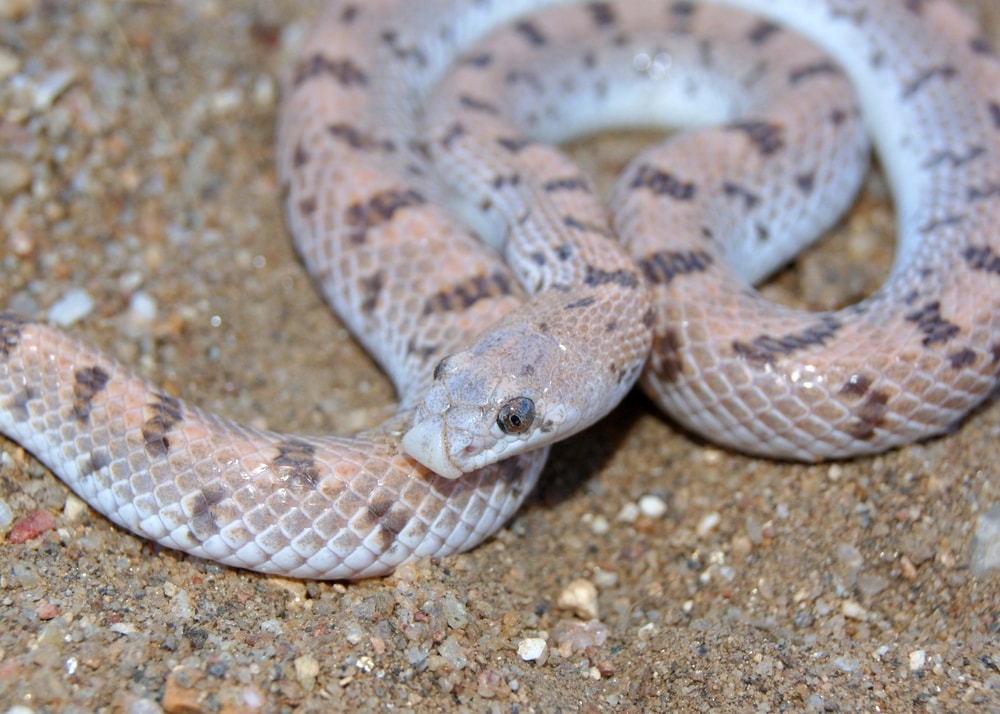 Spotted Leaf-Nosed Snake shot up close on sand