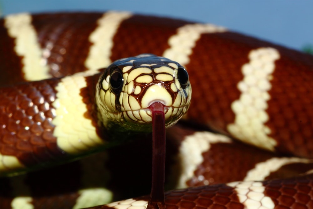 Close up photo of California Kingsnake