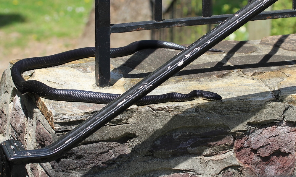 Eastern Racer crawling through the fence