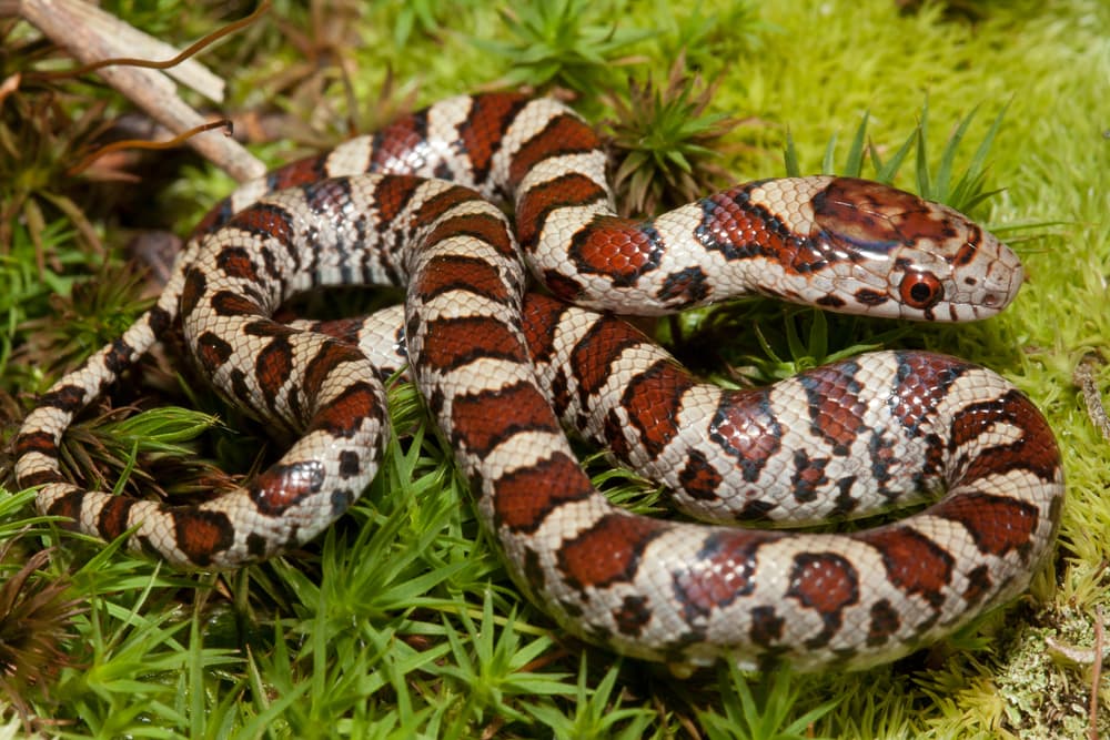 Milk Snake on top of a grass