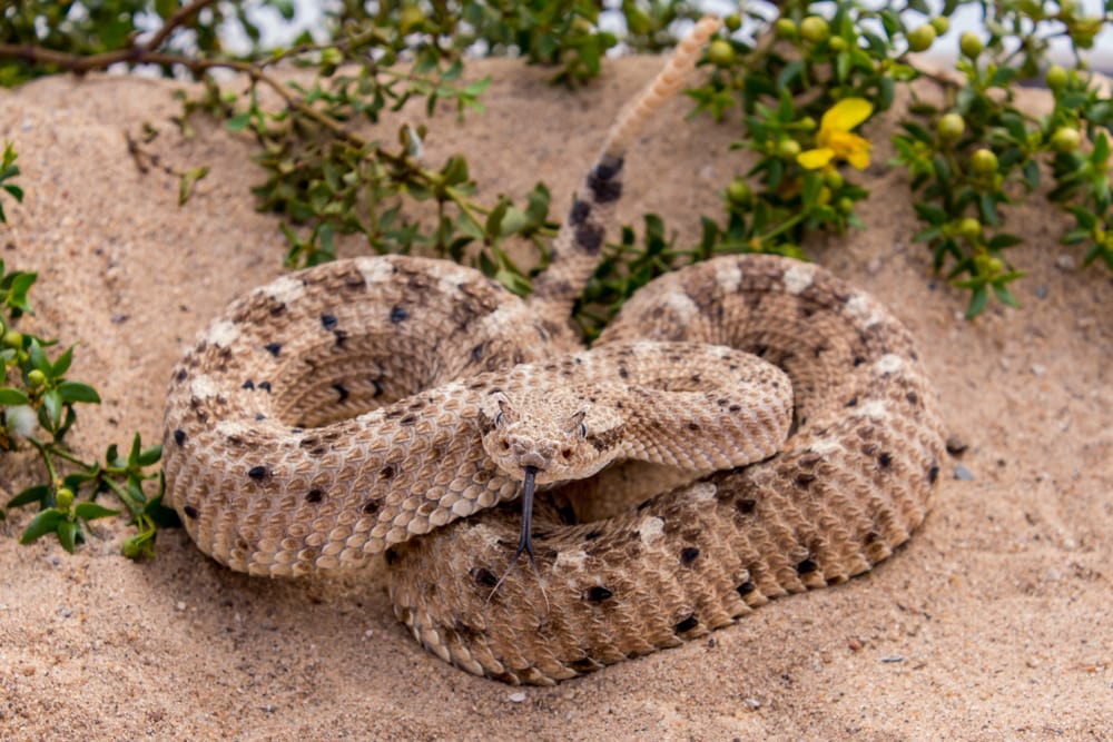 Rubber Boa formed like a heart shape