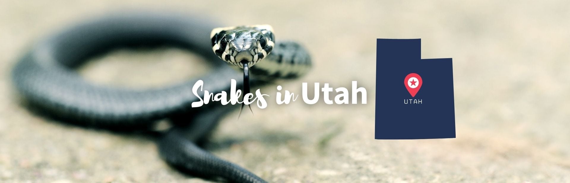 Snakes in Utah featured image