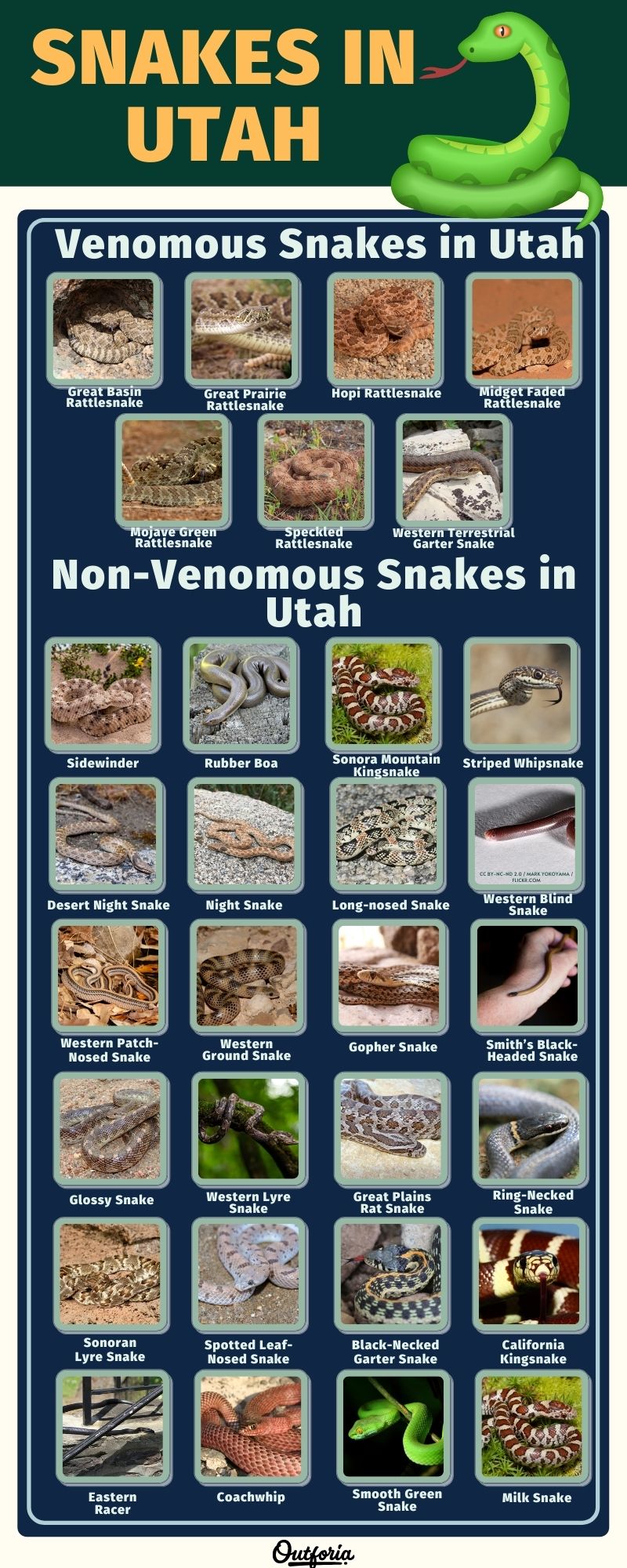 Chart of Snakes in Utah complete with photos, descriptions, and more