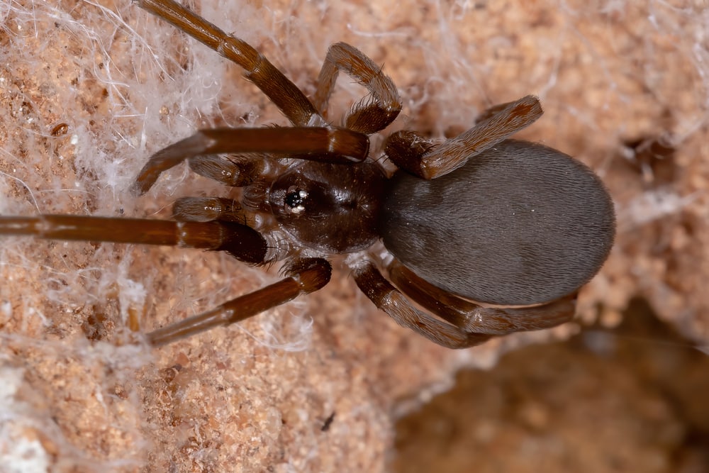 Southern House Crevice Weaver (Kukulcania hibernalis) in Arkansas