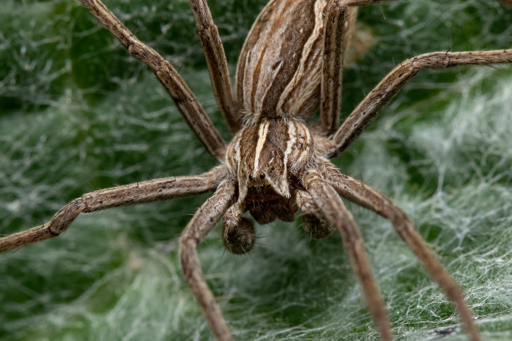 Rabid Wolf Spider (Rabidosa rabida) in Arkansas