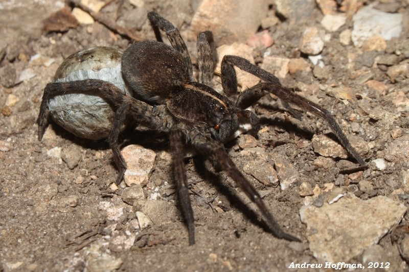 Swamp Wolf Spider (Tigrosa georgicola) in Arkansas