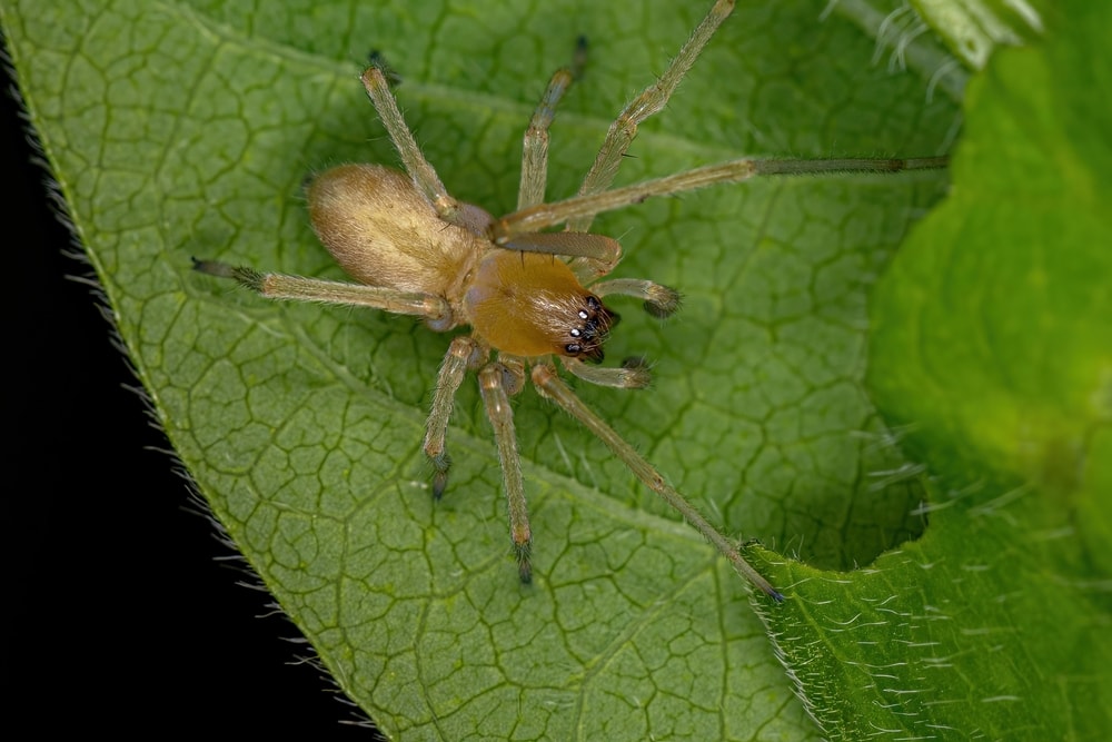 Black-Footed Yellow Sac Spider (Cheiracanthium inclusum) in Arkansas