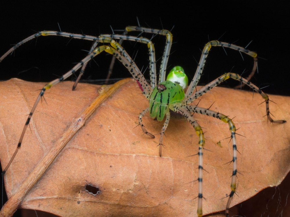 Green Lynx (Peucetia viridans) in Arkansas