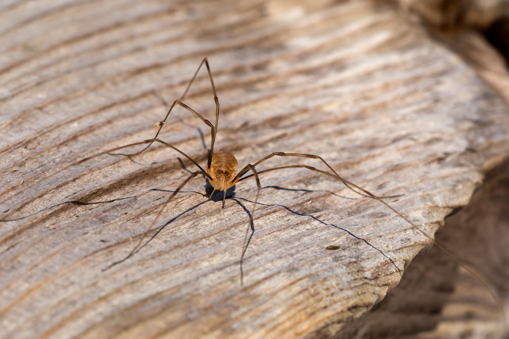 Long-Bodied Cellar Spider (Pholcus phalangioides) in Arkansas