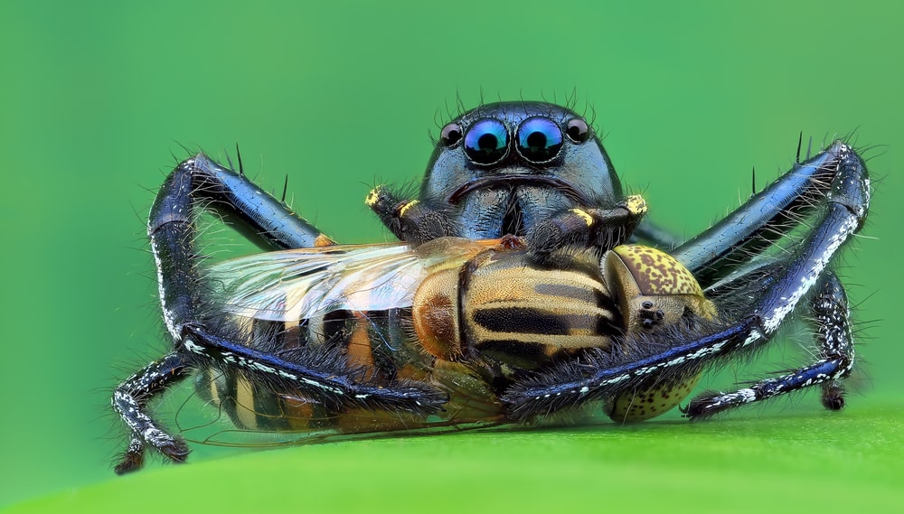 Close up photo of spider trapping its food