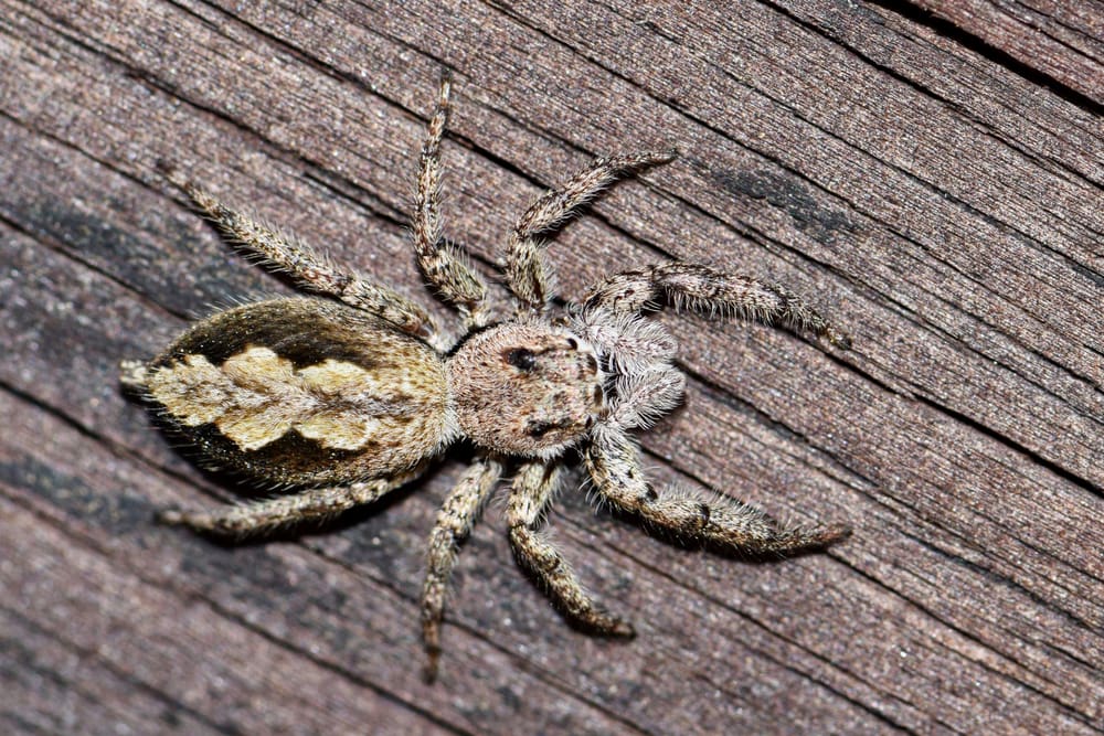 Tan Jumping Spider (Platycryptus undatus) in Arkansas