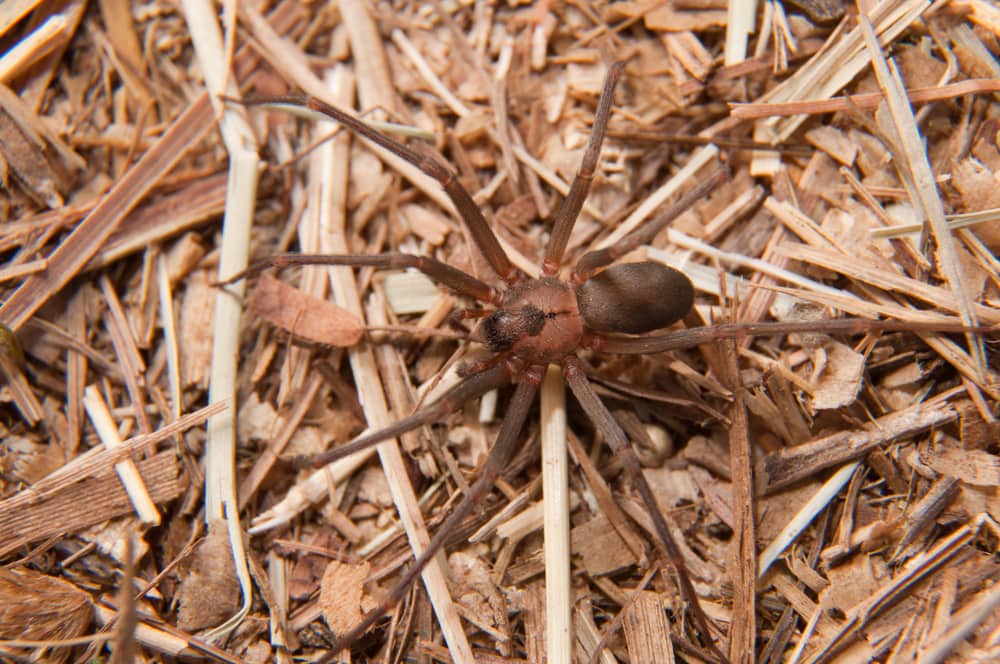 Brown Recluse (Loxosceles reclusa) in Arkansas