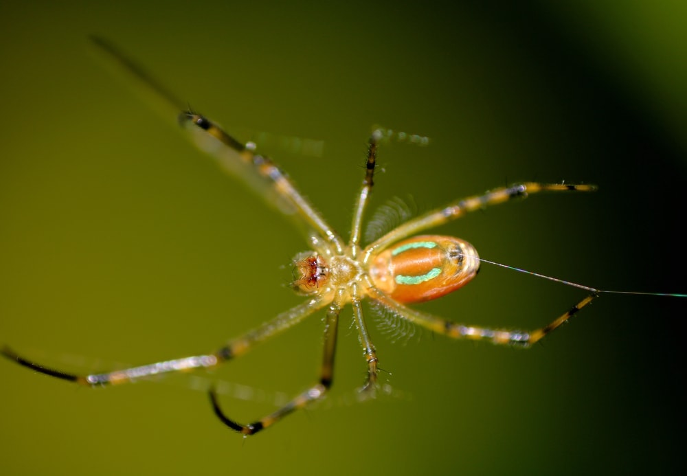 Orchard Orb Weaver (Leucauge venusta) in Arkansas