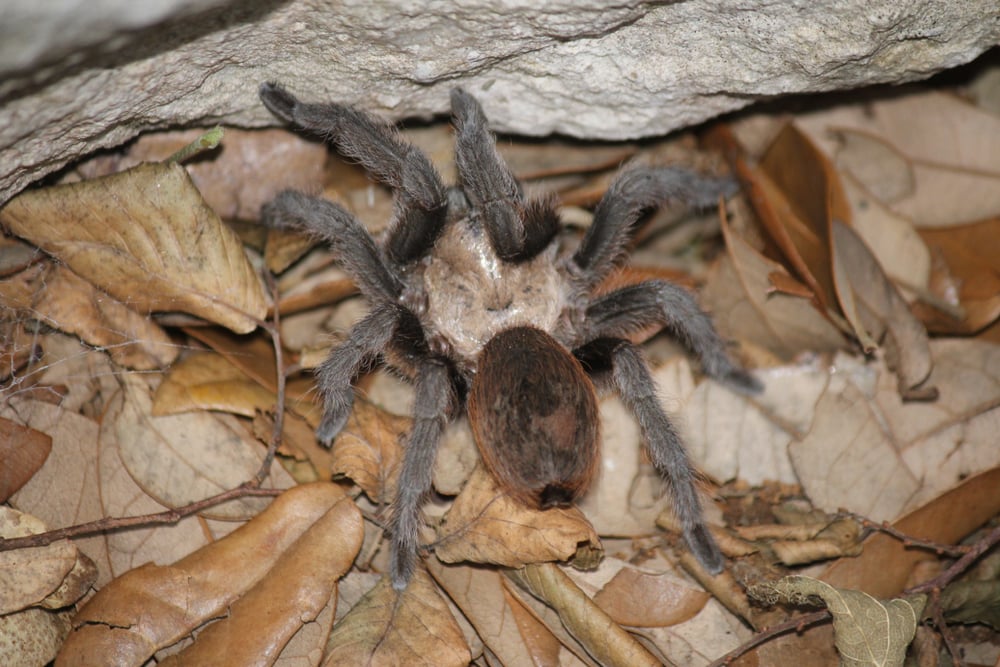 Chocolate Tarantula (Aphonopelma hentzi) in Arkansas