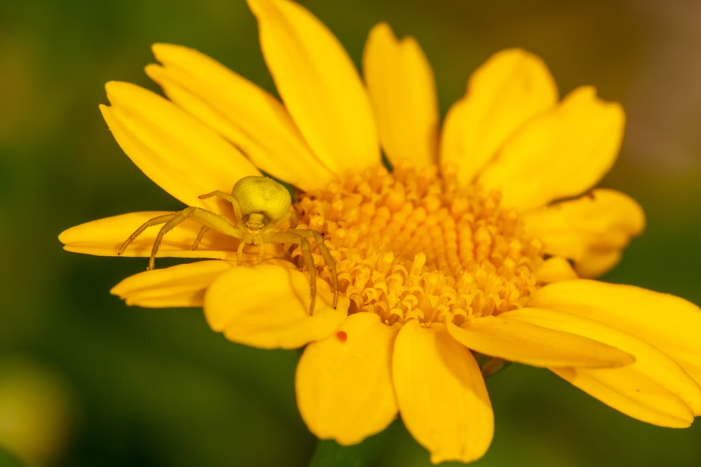Goldenrod Crab or Flower Spider (Misumena vatia) in Arkansas