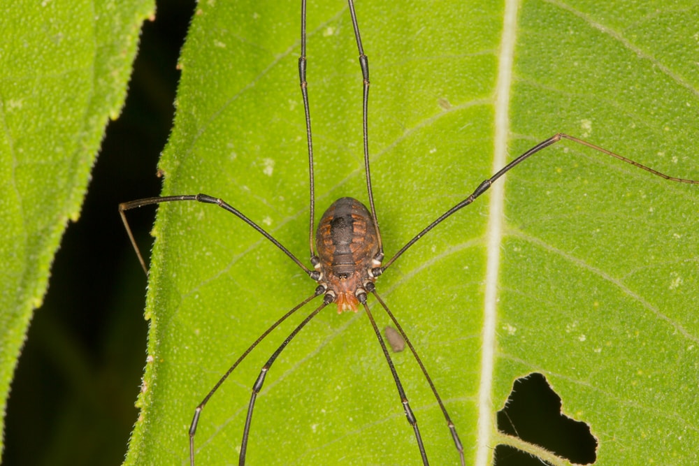 Eastern Harvestmen (Leiobunum vittatum) in Arkansas