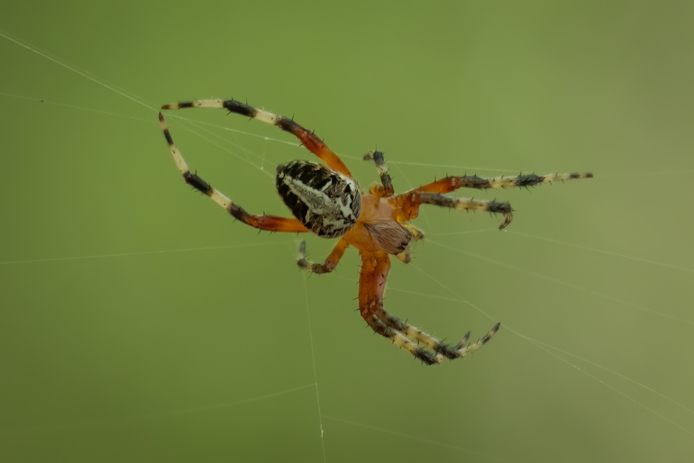 Spotted Orb Weaver (Neoscona domiciliorum) of Arkansas