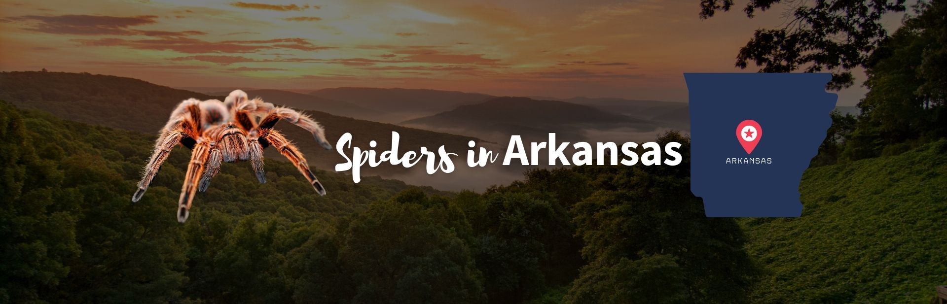 Spiders in Arkansas featured image