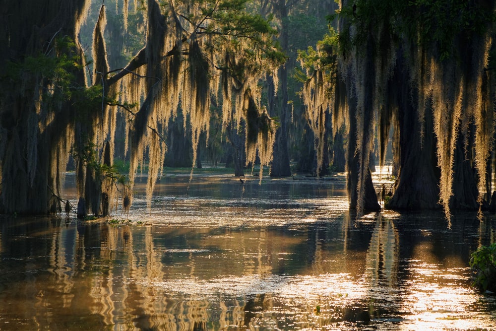 sunlight reflecting on the water of a forested swamp biome