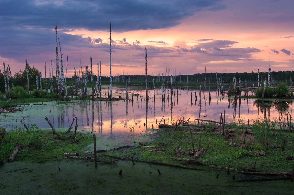 Swamp biome during sunset