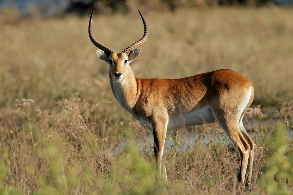 African lechwe in swamp