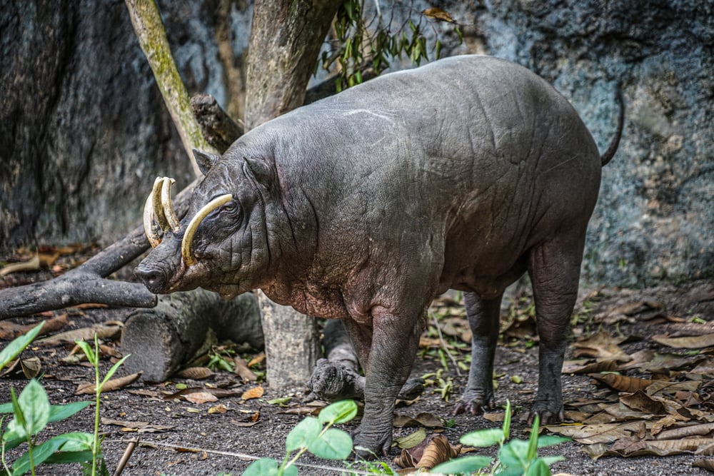 Babirusa walking near trees and boulders