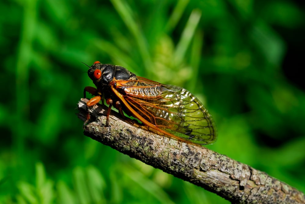 Cicada resting on a tree branch