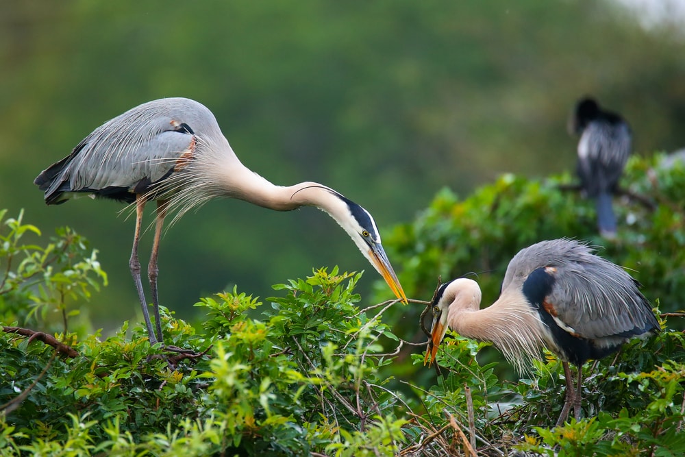 Two great blue heron sharing a food