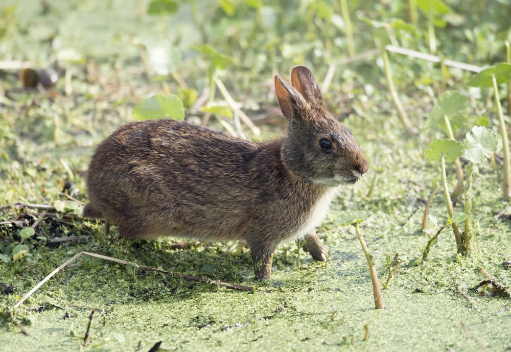 Marsh rabbit standing on the swamp waters