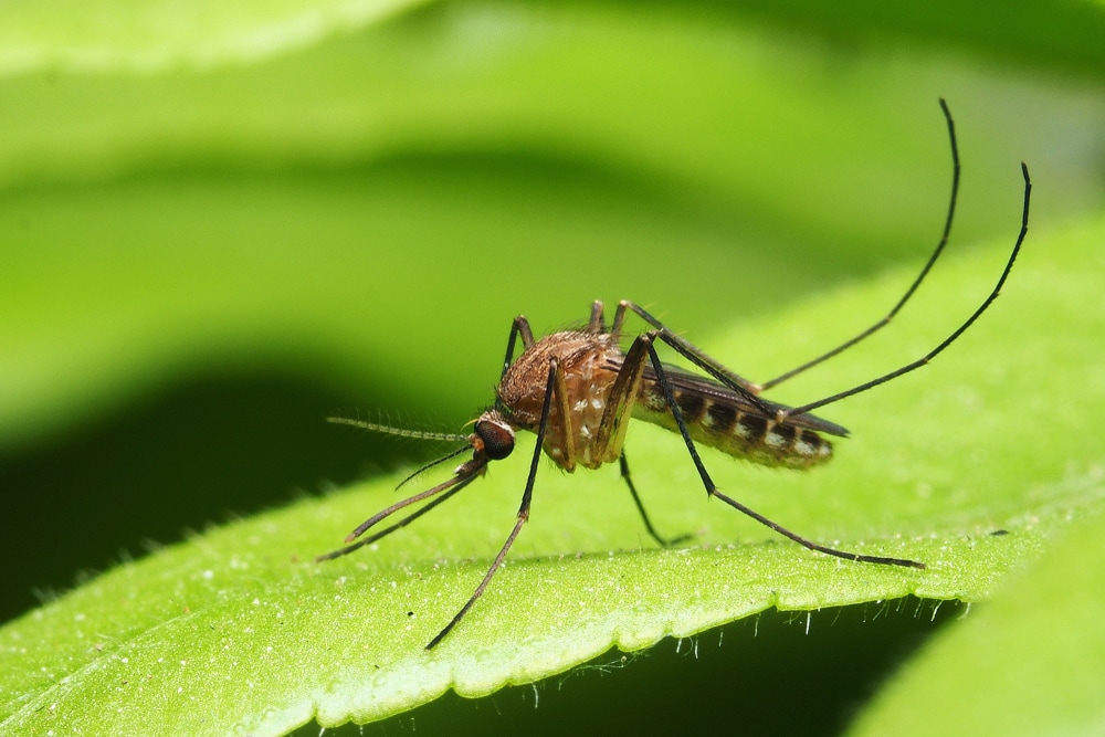 Mosquito landing on a leaf