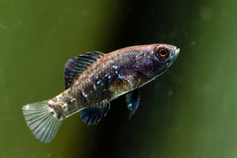 Pygmy sunfish swimming in marsh waters