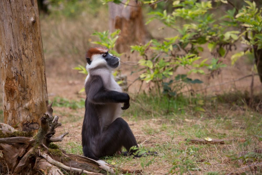 Red capped mangabey sitting under a tree 