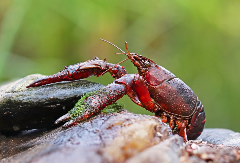 Red swamp crayfish on swamp rocks