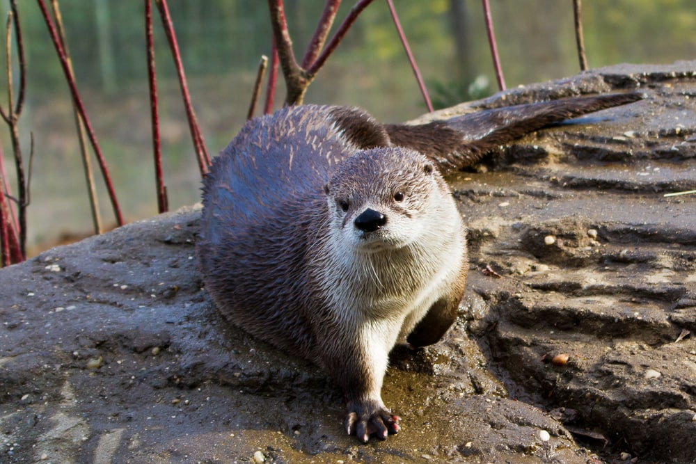 River otter resting on a rock in the swamp