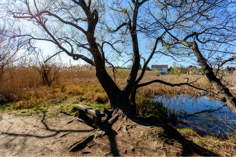 Trees without leaves in the sudd swamp under good weather