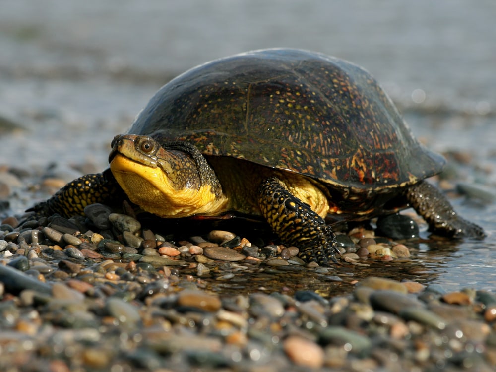 Blanding’s Turtle (Emydoidea blandingii) walking on the river