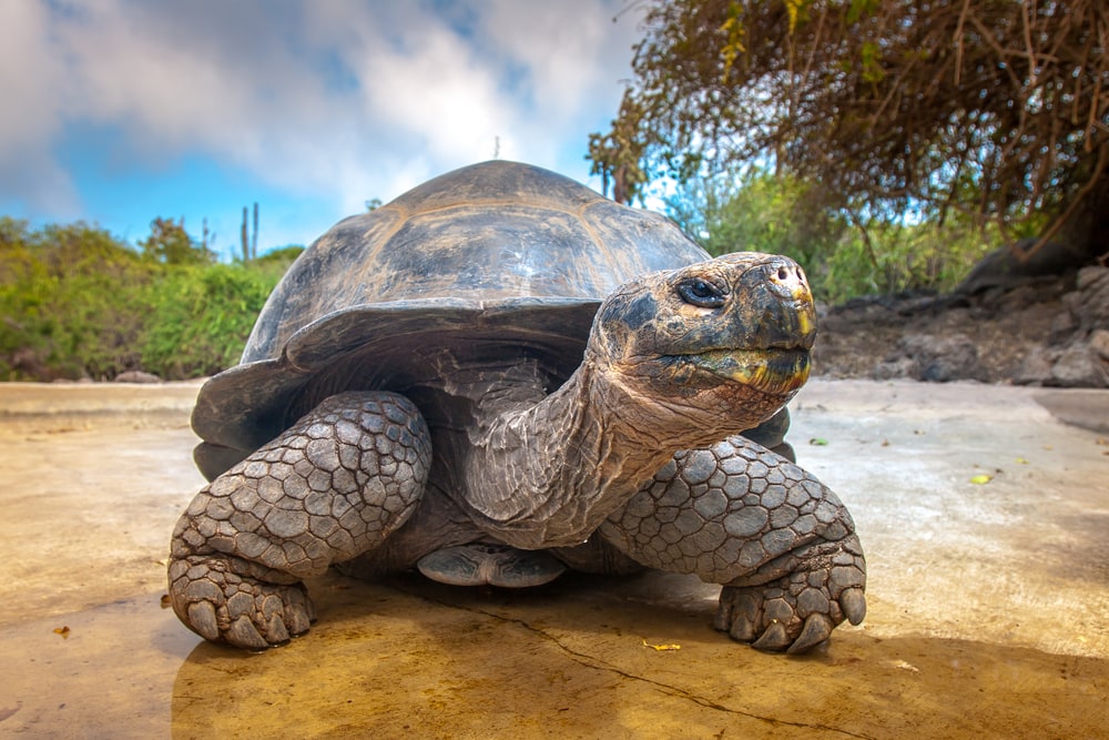 Close up photo of a turtle shot below