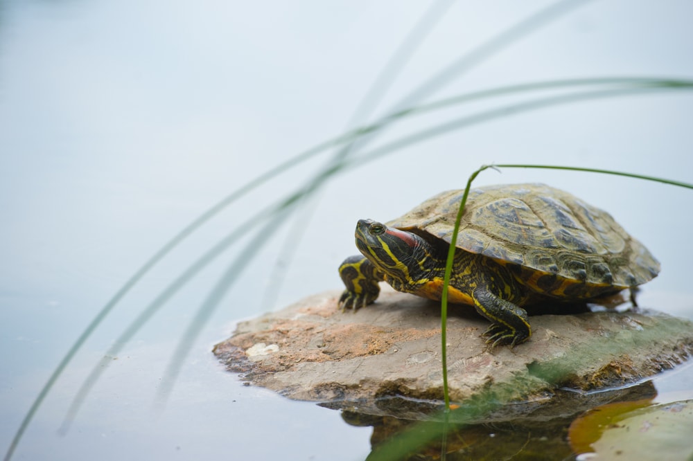 Red-Eared Slider Turtle (Trachemys scripta elegans) alone on a rock