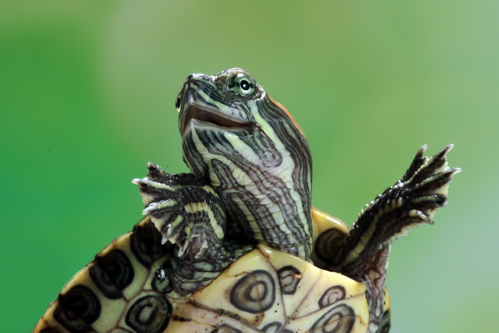 Close up photo of a turtle smiling