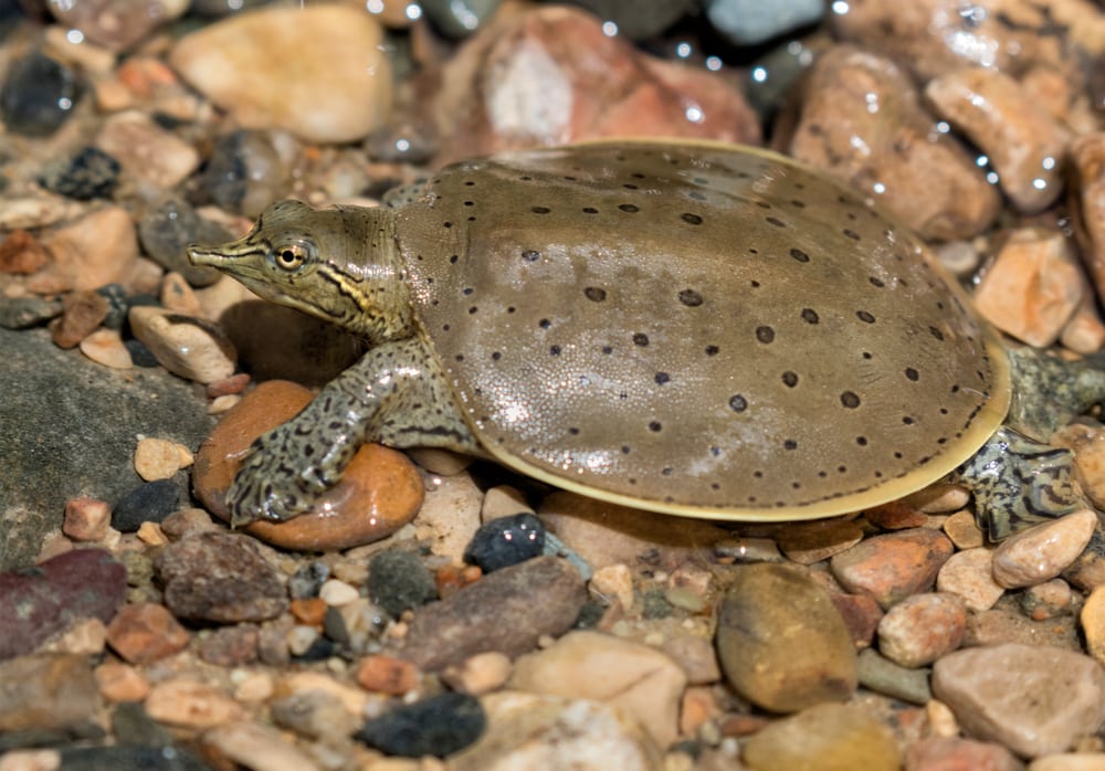 Eastern Spiny Softshell Turtle (Apalone spinifera spinifera) crawling on the rocks