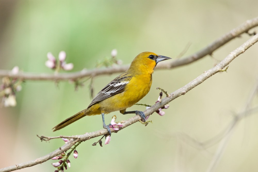 Streak-Backed Oriole standing on thin branch