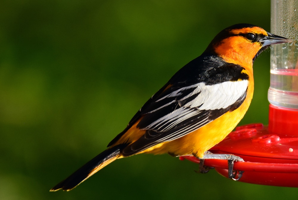Bullock’s Oriole drinking water from a tunnel