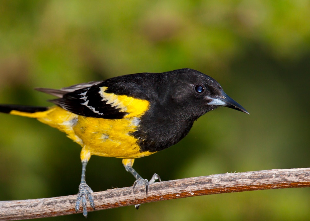 Close up photo of Scott’s Oriole