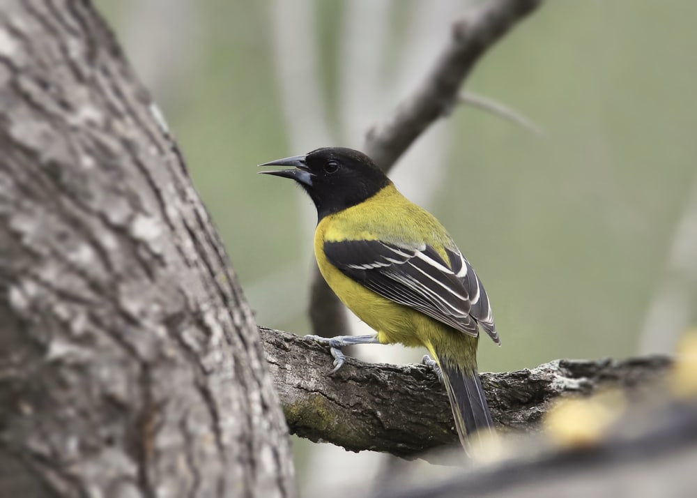 Audubon’s Oriole behind a tree