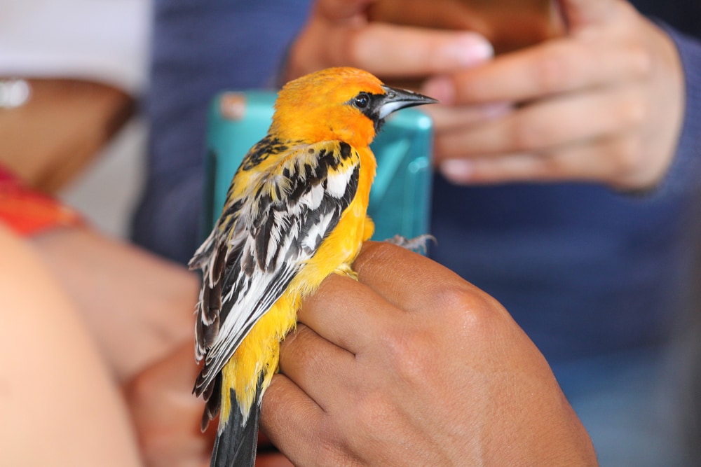 Streak-Backed Oriole standing on the hands of a human